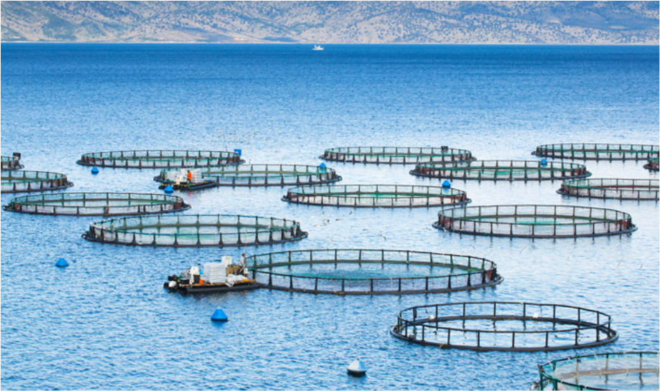 Aquaculture Insurance Market