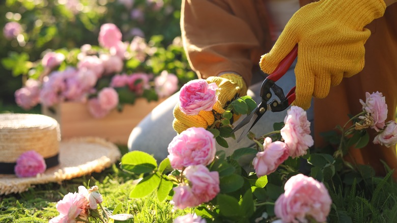 Cut flowers Market