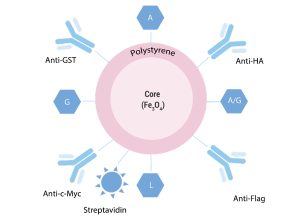 Immunoprecipitation