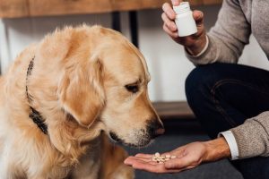 Pet Supplements