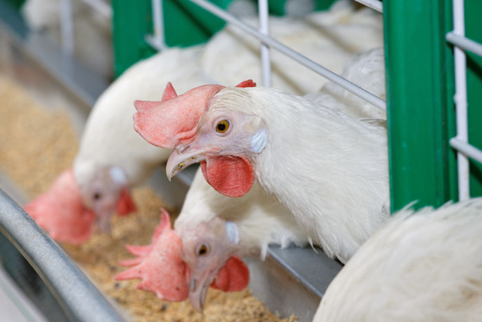 Poultry Probiotics Market