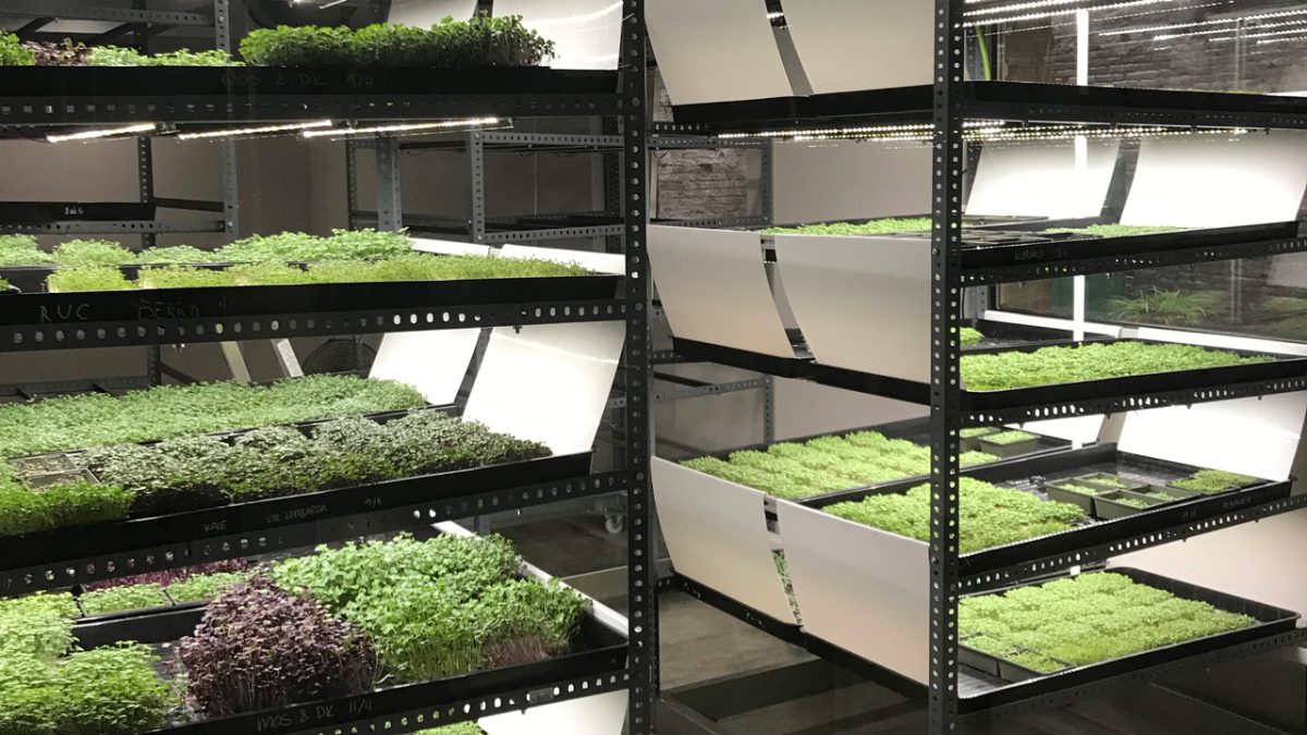 Smart Microgreen Market