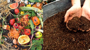 Food Waste Management